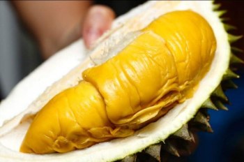 Johor | One Day Durian Feast