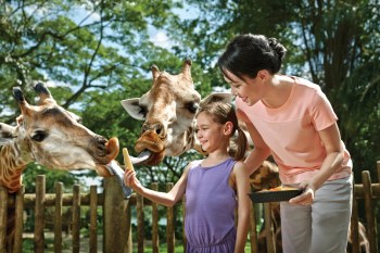 新加坡动物园 电子票 Singapore Zoo