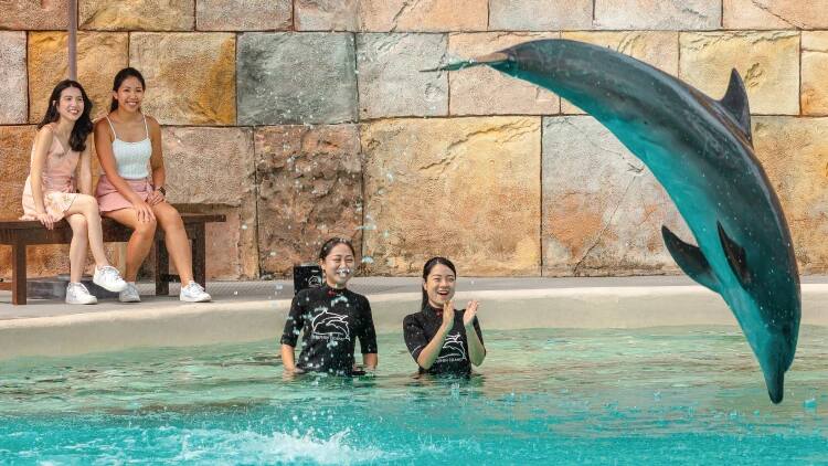 圣淘沙海豚园 海豚互动体验【含水上探险乐园门票】